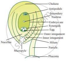 lablotof onsel cektric sninet|2. List the components of embryo sac and mention their fate after .